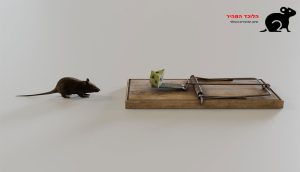לוכד חולדות הכי טוב בארץ