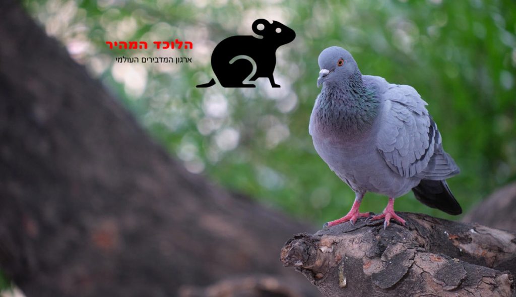 איך למנוע כניסת יונים לבית