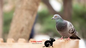 איך למנוע כניסת יונים לבית