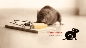 הדברת חולדות
