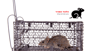 לוכד חולדות מוסמך