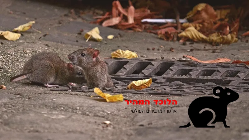 הדברת חולדות