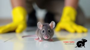 הדברת עכברים