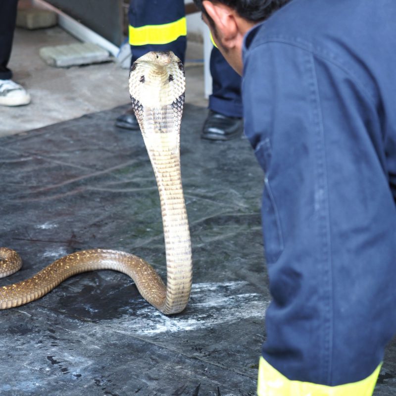 firefighter-rescue-demonstrate-catch-snake-cobra-naja-kaouthia